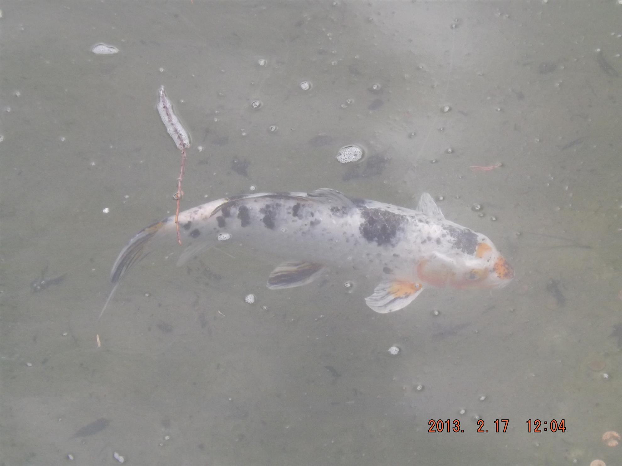 Crapi salbatici si alti pesti - dscf0176.jpg